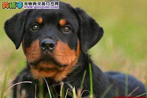 护理大百科之如何喂养一只健康的罗威纳犬