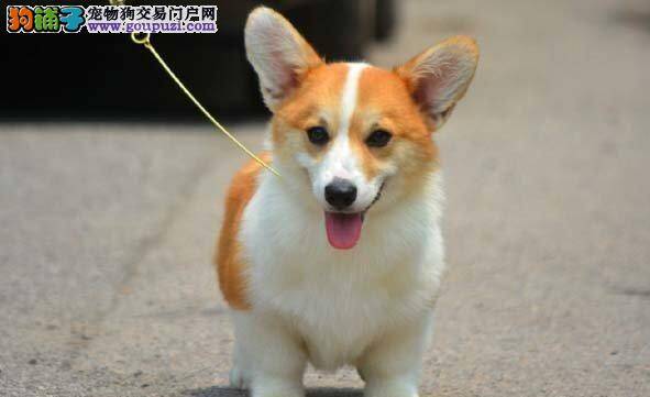 柯基犬常见的寄生虫——壁虱、虱子、疥癣虫