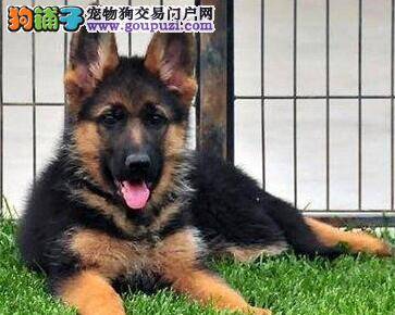 德国牧羊犬吃什么更有营养 大家给点意见