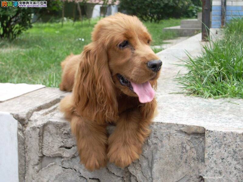 头疼的可卡犬总喜欢与我对着干 应该怎么办