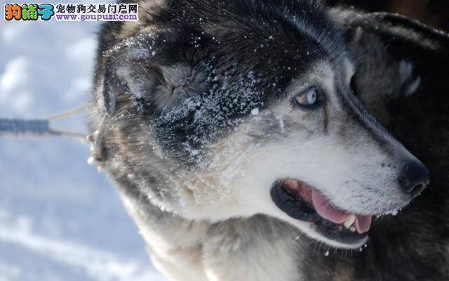 当阿拉斯加犬犯错的时候主人们应该怎么办