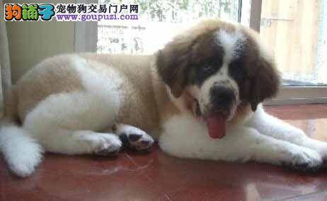 健康措施 如何给圣伯纳犬注射疫苗