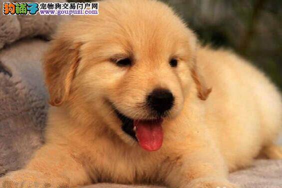 自家金毛犬怀孕了没有胃口应如何喂养