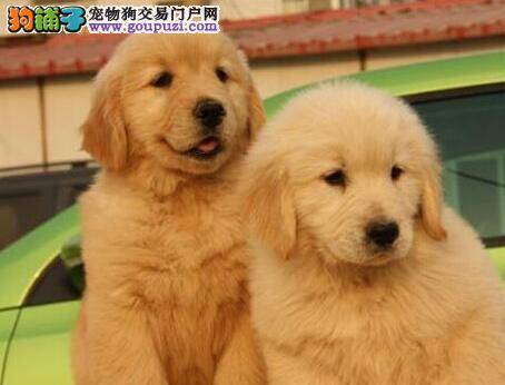 请问金毛犬能吃蛋糕吗
