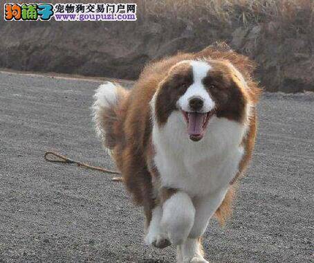 轻松应对边境牧羊犬咬东西的坏毛病