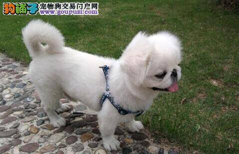 怎么帮助肥胖的京巴狗减肥