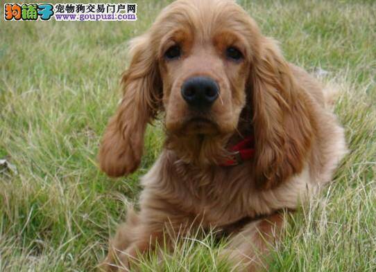 狗狗训练百科：训练可卡犬需要因狗制宜