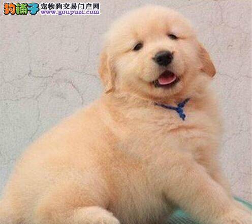 金毛犬瘟热疾病突然来袭怎么办
