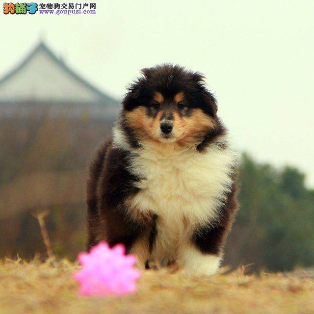 带着喜乐蒂犬外出遛弯好处多多