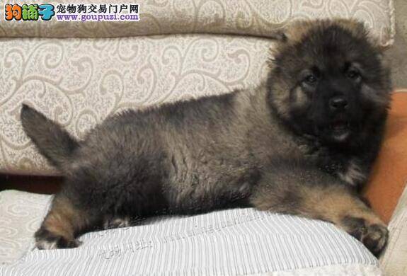 如何轻松的训练高加索犬