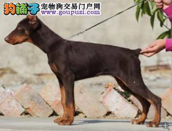 我的杜宾犬因为洗澡着凉了该怎么治疗呢