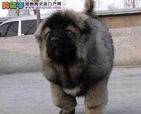 饲养高加索犬要警惕狗狗的哪些眼部疾病