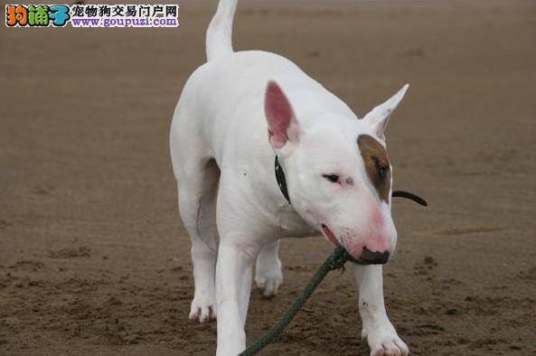 你真的了解饲养牛头梗的那些事吗