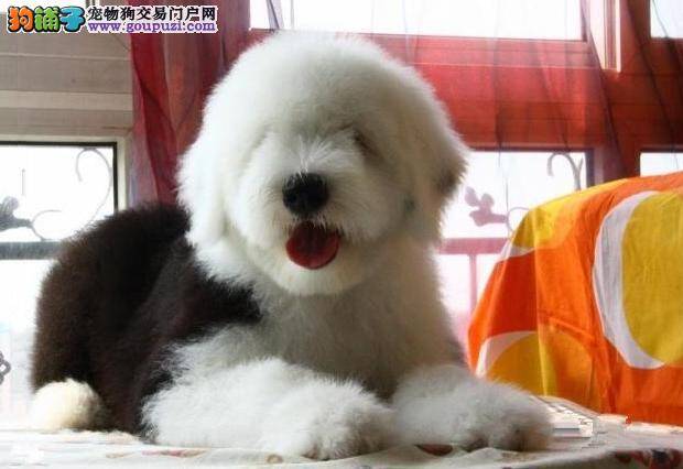 怎么给三个月的古代牧羊犬自制营养餐