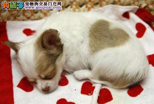 给吉娃娃食用过多的奶制品有什么不对的
