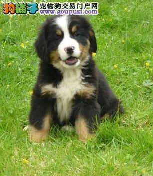瘦身达人 如何帮助伯恩山犬摆脱“胖子”称号