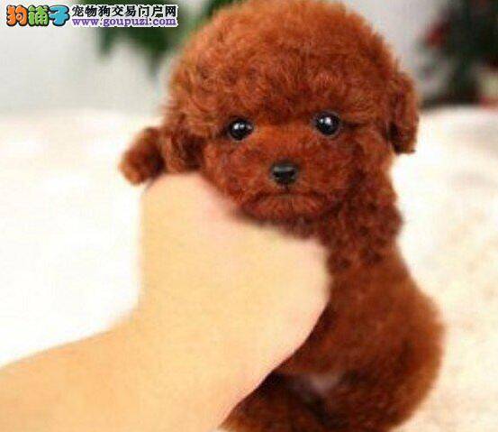 怀孕的贵宾犬生病了要怎么治疗