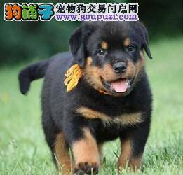 饲养罗威纳犬时主人们最容易忽略哪些事情