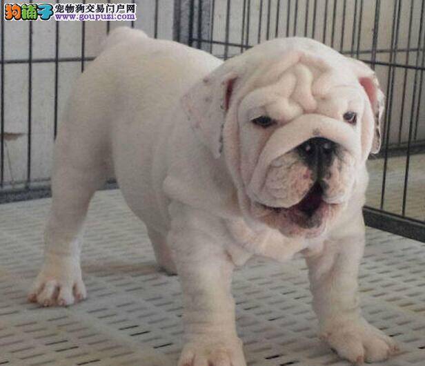 斗牛犬打什么疫苗吃什么驱虫药好