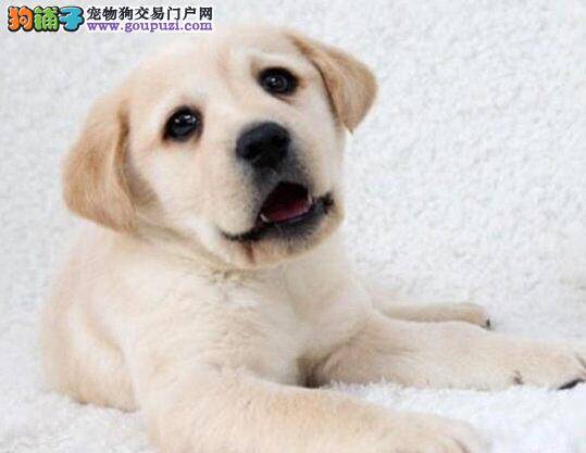 为什么拉布拉多犬喜欢到处拉尿呢