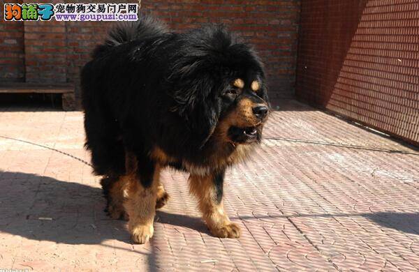 情绪掌控术 了解藏獒情绪的表现方法