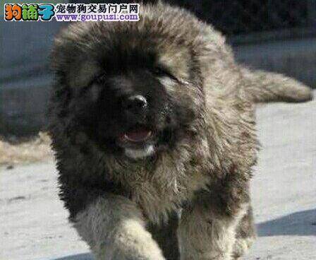 怎样解决高加索犬常见的三大恶习