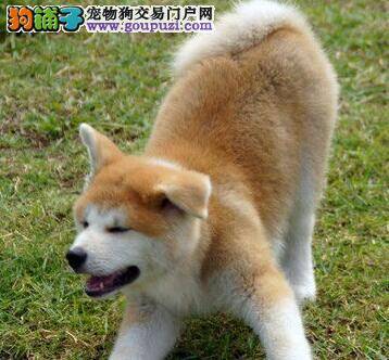 护理秋田犬必备工具功能大介绍