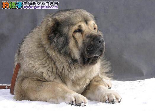 如何应对高加索犬发情期的行为和变化