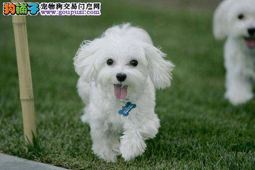 饲养四个月以后的马尔济斯犬需要注意哪些事项