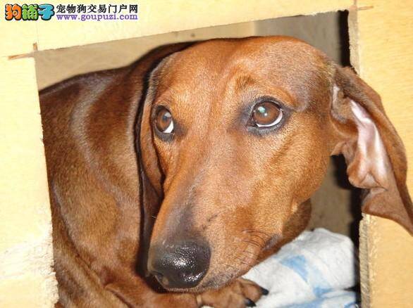 护理常识 如何让腊肠犬的牙齿保持健康状态