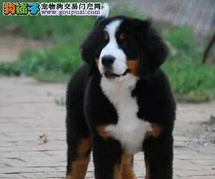 饲主受益的美容方法 怎样给伯恩山犬美容