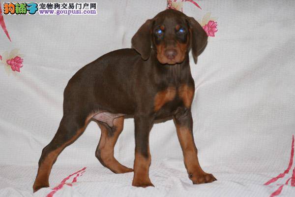 不听话的杜宾犬在训练的时候要怎么办