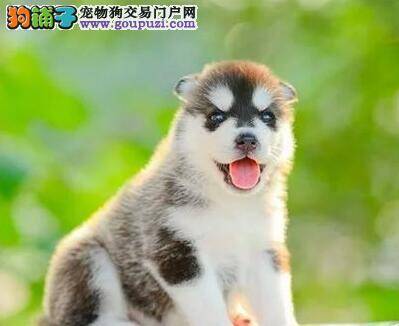 治疗和预防哈士奇消化不良的方法