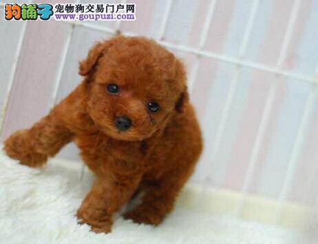 如何让泰迪犬享受到不同食物的美味