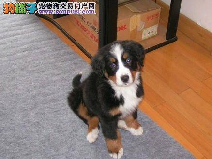 伯恩山犬眼睛下边严重脱毛是皮肤病么