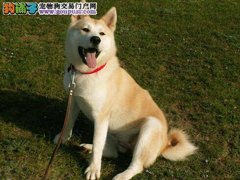 猫狗未必是冤家 如何让秋田犬和猫咪友好相处