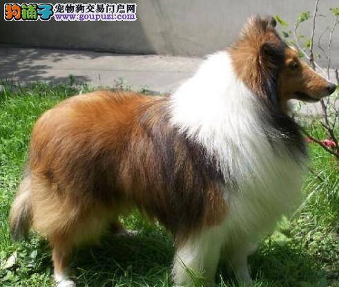 解析喜乐蒂犬吠叫的几大原因