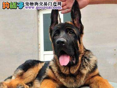 疾病排查 德国牧羊犬咳嗽的原因是什么