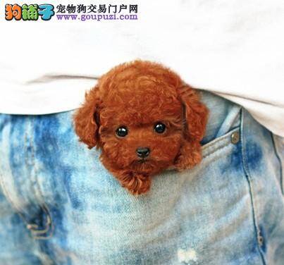 饲养泰迪犬时经常会遇见那些烦心事