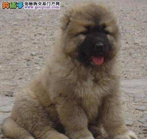 防治高加索犬类圆成虫病有秘方