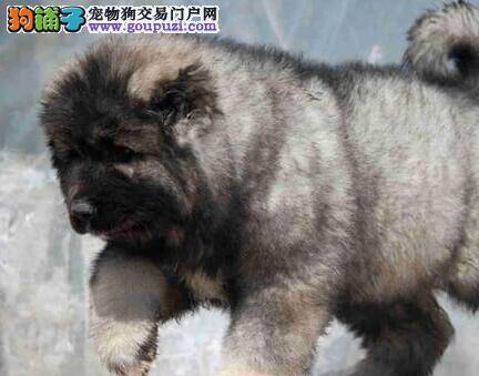 陪高加索犬散步的讲究有哪些