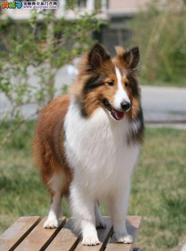 四十多天的喜乐蒂犬为什么会拉绿色稀便