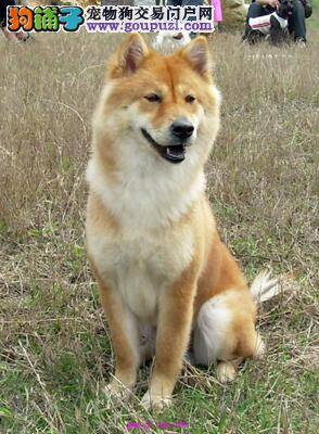怎样看待秋田犬把骨头埋在土里的举动
