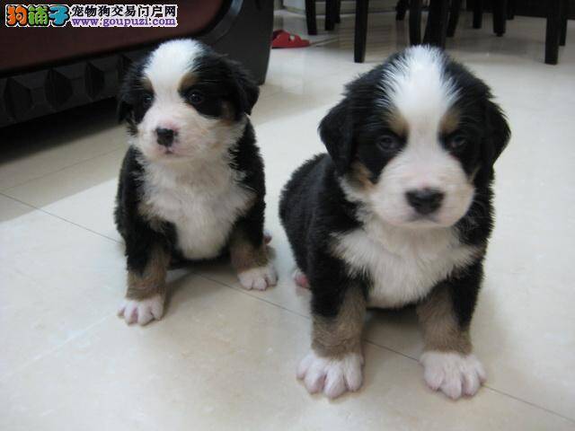 饲养手册——如何照顾刚生产完的伯恩山犬