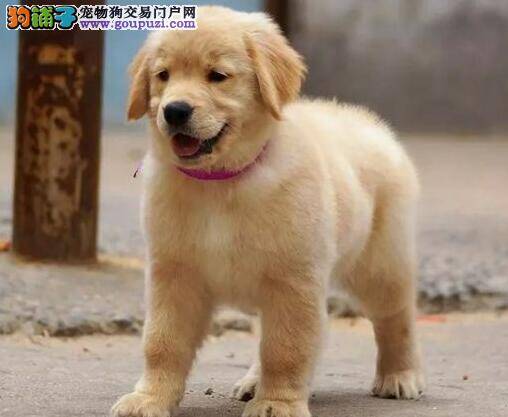 种公金毛犬的饲养管理要注意哪些方面