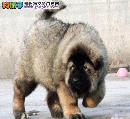 饲养高加索犬应该让它多与陌生人接触