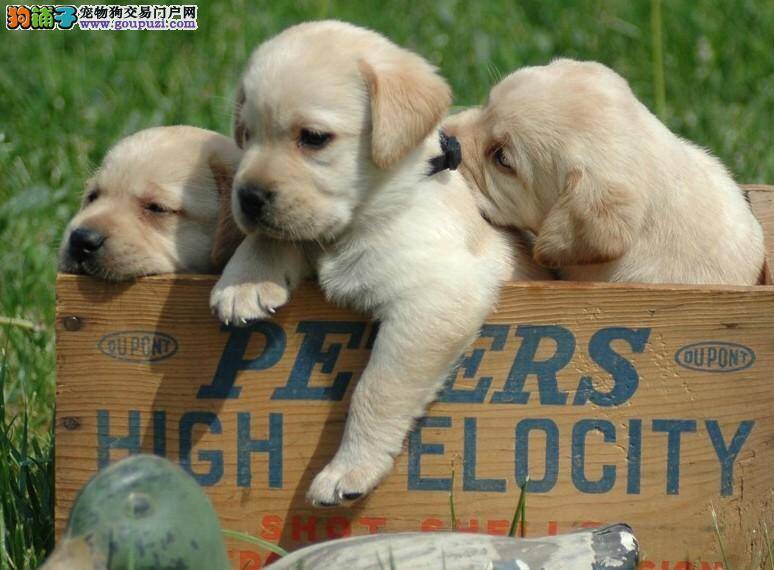 如何料理好拉布拉多犬的衣食住行