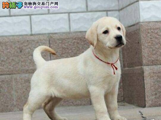 拉布拉多犬肥胖症的原因和危害有哪些