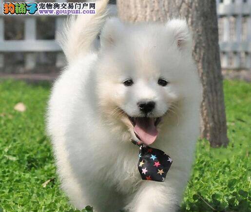 分享养狗达人们喂养萨摩耶的一些好经验