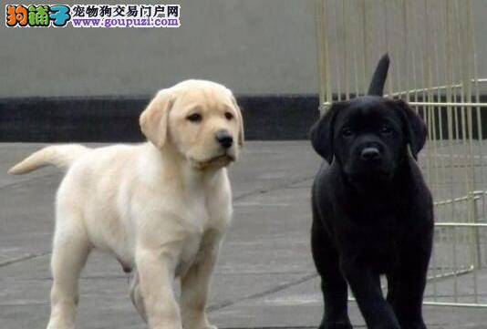 拉布拉多犬为什么要刷牙